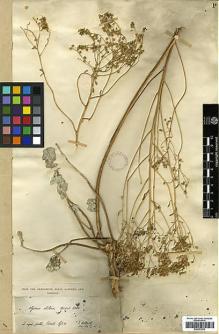 Type specimen at Edinburgh (E). Von Heldreich, Theodor: . Barcode: E00373073.
