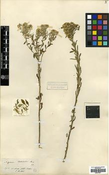 Type specimen at Edinburgh (E). Boissier, Pierre: 1852. Barcode: E00373077.