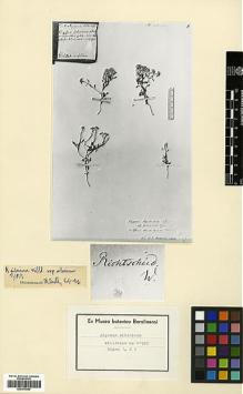 Type specimen at Edinburgh (E). Willdenow, Carl Ludwig von: 11902. Barcode: E00373090.