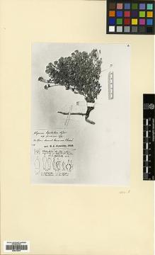 Type specimen at Edinburgh (E). Willdenow, Carl Ludwig von: 11902. Barcode: E00373091.