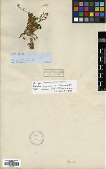 Type specimen at Edinburgh (E). Spruce, Richard: 5766. Barcode: E00373103.