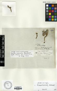 Type specimen at Edinburgh (E). Hartweg, Karl: 855. Barcode: E00373104.