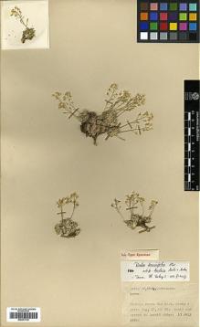 Type specimen at Edinburgh (E). Davis, Peter; Polunin, Oleg: 22884A. Barcode: E00373110.