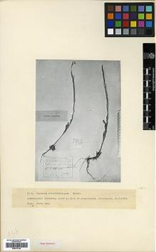 Type specimen at Edinburgh (E). Doluchanov, A.: . Barcode: E00373146.