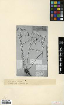Type specimen at Edinburgh (E). Meyer, C.A.: . Barcode: E00373157.