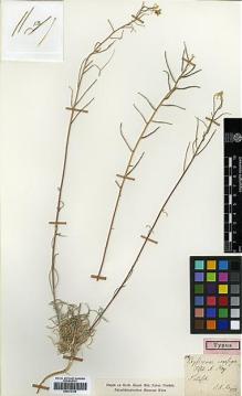 Type specimen at Edinburgh (E). Meyer, C.A.: . Barcode: E00373158.