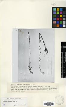 Type specimen at Edinburgh (E). Thirke, Dr.: . Barcode: E00373160.