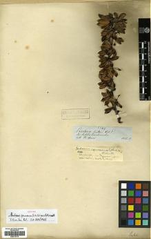 Type specimen at Edinburgh (E). Spruce, Richard: 5549. Barcode: E00373170.