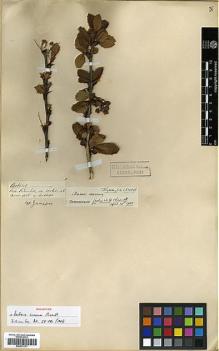 Type specimen at Edinburgh (E). Jameson, William: . Barcode: E00373171.