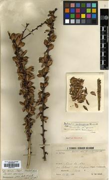 Type specimen at Edinburgh (E). Steinbach, José: 9874. Barcode: E00373172.