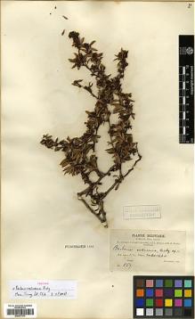 Type specimen at Edinburgh (E). Bang, Miguel: 857. Barcode: E00373173.