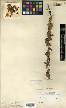 Type specimen at Edinburgh (E). Bang, Miguel: 1828. Barcode: E00373175.