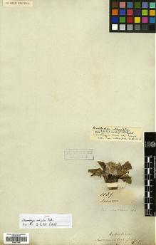 Type specimen at Edinburgh (E). Mathews, Andrew: 1139. Barcode: E00373182.