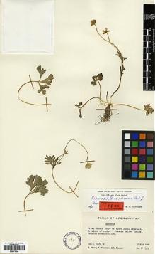 Type specimen at Edinburgh (E). Wendelbo, Per; Hedge, Ian; Ekberg, Lars: W7539. Barcode: E00373184.