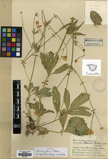 Type specimen at Edinburgh (E). Davis, Peter; Polunin, Oleg: D.24596. Barcode: E00373207.