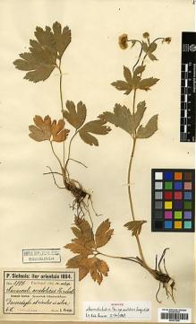 Type specimen at Edinburgh (E). Sintenis, Paul: 5794. Barcode: E00373208.