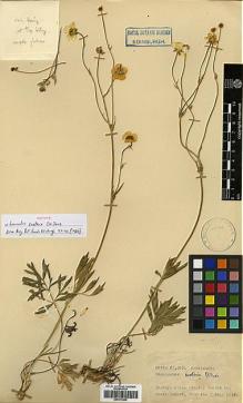 Type specimen at Edinburgh (E). Davis, Peter; Polunin, Oleg: D.23565. Barcode: E00373209.
