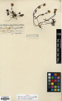 Type specimen at Edinburgh (E). Von Heldreich, Theodor: . Barcode: E00373213.