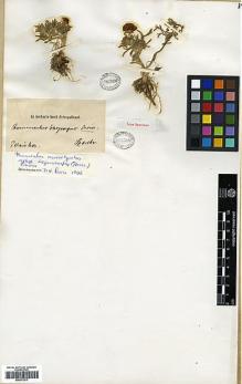 Type specimen at Edinburgh (E). Szovits, A.: . Barcode: E00373217.