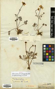 Type specimen at Edinburgh (E). Fleischer, Franz von: . Barcode: E00373218.
