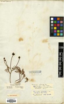 Type specimen at Edinburgh (E). Fleischer, Franz von: . Barcode: E00373220.