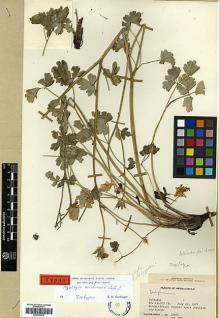 Type specimen at Edinburgh (E). Koelz, Walter: 12591. Barcode: E00373223.