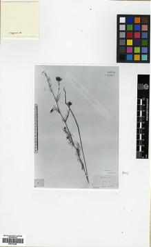 Type specimen at Edinburgh (E). Thirke, Dr.: . Barcode: E00373226.