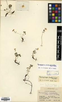 Type specimen at Edinburgh (E). Koelz, Walter: 12740. Barcode: E00373229.
