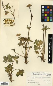 Type specimen at Edinburgh (E). Hedge, Ian; Wendelbo, Per: W5435. Barcode: E00373230.