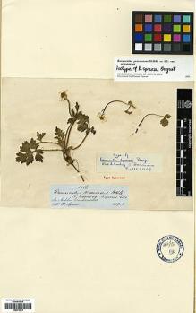 Type specimen at Edinburgh (E). Spruce, Richard: 5586. Barcode: E00373231.