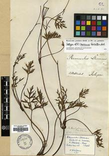 Type specimen at Edinburgh (E). Schlechtendal, D. F. L. V.: . Barcode: E00373235.