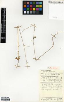 Type specimen at Edinburgh (E). Collenette, Iris: 4531. Barcode: E00373238.