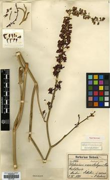 Type specimen at Edinburgh (E). Sintenis, Paul: 1266. Barcode: E00373246.