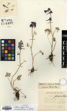 Type specimen at Edinburgh (E). Davis, Peter; Coode, Mark; Yaltirik, Faik: D38373. Barcode: E00373251.