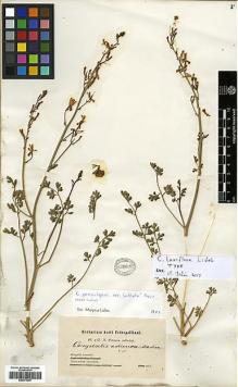 Type specimen at Edinburgh (E). Potanin, Grigorij: . Barcode: E00373257.