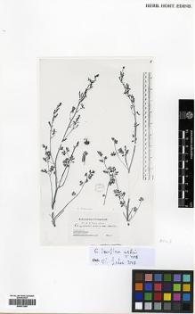 Type specimen at Edinburgh (E). Potanin, Grigorij: . Barcode: E00373258.