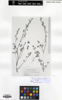 Type specimen at Edinburgh (E). Potanin, Grigorij: . Barcode: E00373259.