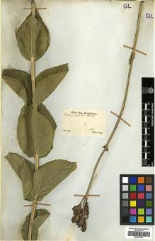 Type specimen at Edinburgh (E). Sellow, Friedrich: . Barcode: E00373263.