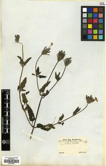 Type specimen at Edinburgh (E). Sellow, Friedrich: . Barcode: E00373265.