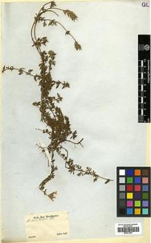Type specimen at Edinburgh (E). Sellow, Friedrich: . Barcode: E00373267.