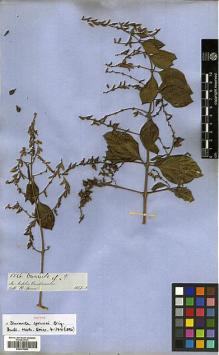 Type specimen at Edinburgh (E). Spruce, Richard: 5526. Barcode: E00373269.