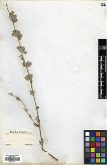 Type specimen at Edinburgh (E). Sellow, Friedrich: . Barcode: E00373272.