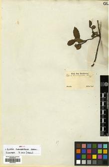 Type specimen at Edinburgh (E). Sellow, Friedrich: . Barcode: E00373273.