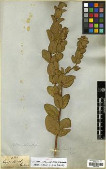 Type specimen at Edinburgh (E). Gardner, George: 4330. Barcode: E00373274.