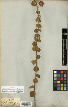 Type specimen at Edinburgh (E). Gardner, George: 4336. Barcode: E00373275.