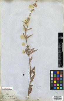 Type specimen at Edinburgh (E). Gardner, George: 3942. Barcode: E00373280.