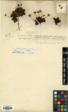 Type specimen at Edinburgh (E). Kingdon-Ward, Francis: 47. Barcode: E00373298.
