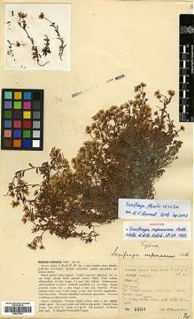 Type specimen at Edinburgh (E). Kingdon-Ward, Francis: 4668. Barcode: E00373301.