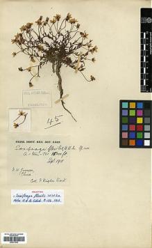 Type specimen at Edinburgh (E). Kingdon-Ward, Francis: 45. Barcode: E00373302.