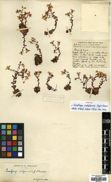 Type specimen at Edinburgh (E). Forrest, George: 2912. Barcode: E00373307.